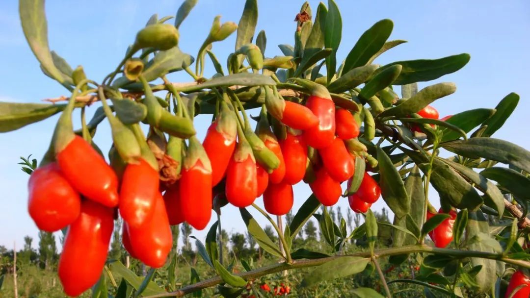 1648608760135740.jpg 1648608760135740.jpg